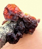 Exidia recisa image