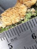 Dentipellis fragilis image
