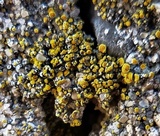Caloplaca feracissima image