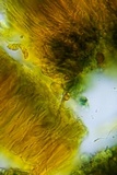 Lecanora hybocarpa image