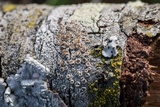 Lecanora hybocarpa image