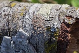 Lecanora hybocarpa image