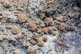 Lecanora hybocarpa image