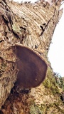 Fomes excavatus image