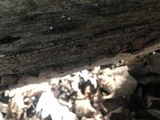 Fuscocerrena portoricensis image