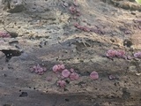 Ascocoryne sarcoides image