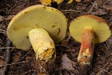 Boletus sensibilior image