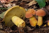 Boletus sensibilior image