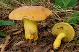 Boletus sensibilior image