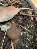 Geastrum fimbriatum image