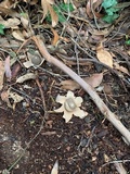 Geastrum fimbriatum image