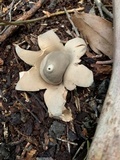 Geastrum fimbriatum image