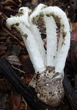 Blumenavia rhacodes image