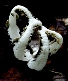 Blumenavia rhacodes image