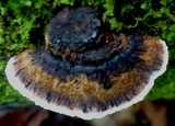 Coriolopsis caperata image