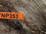 Dasyscyphus bicolor image