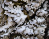 Physconia enteroxantha image