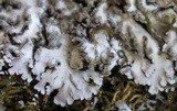 Physconia enteroxantha image