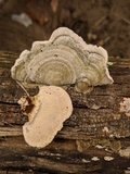 Trametes hirsuta image