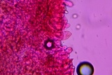Entoloma dysthaloides image