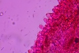 Entoloma dysthaloides image