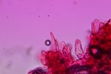 Entoloma dysthaloides image