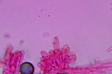 Entoloma dysthaloides image