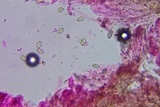 Entoloma dysthaloides image