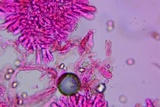 Entoloma dysthaloides image