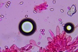 Entoloma dysthaloides image