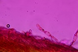 Entoloma dysthaloides image