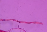 Entoloma dysthaloides image