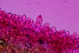Entoloma dysthaloides image