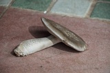 Amanita constricta image