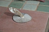 Amanita constricta image