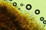 Peniophora albobadia image