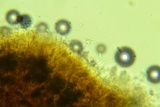 Peniophora albobadia image