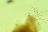 Peniophora albobadia image