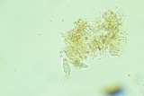 Peniophora albobadia image