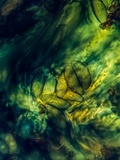 Rinodina maculans image