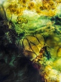 Rinodina maculans image