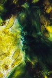 Rinodina maculans image