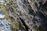 Rinodina maculans image