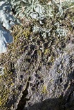 Rinodina maculans image