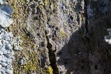 Rinodina maculans image
