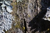 Rinodina maculans image