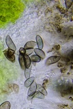 Rinodina maculans image