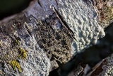 Rinodina maculans image