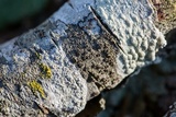 Rinodina maculans image