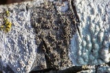 Rinodina maculans image